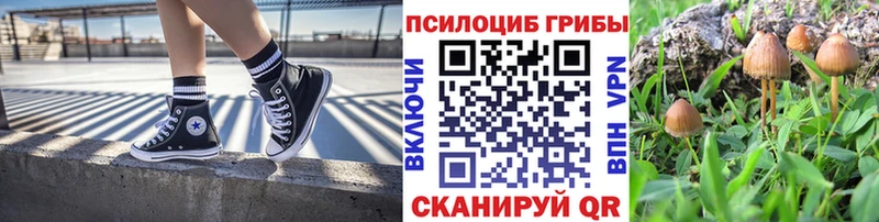 Псилоцибиновые грибы Psilocybe  Шелехов 